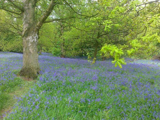 Yoxall Lodge Bluebell Woods